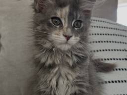 12 weken oud Maine Coon kitten - gezond, sociaal en thuis gefokt