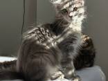 12 weken oud Maine Coon kitten - gezond, sociaal en thuis gefokt - photo 2