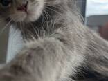 12 weken oud Maine Coon kitten - gezond, sociaal en thuis gefokt - photo 3