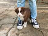 5 prachtige Border Collie-puppy's - фото 1