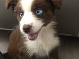 5 prachtige Border Collie-puppy's - фото 2