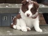 5 prachtige Border Collie-puppy's - фото 3