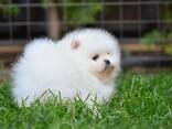 Absoluut Szpic Pomeriaan pups - фото 2