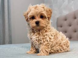 Adorable 8-Week-Old Maltipoo Puppies Available