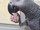 Afrikaanse Grijze Papegaai – Tam, Gezond &amp; Klaar voor een Nieuw Thuis! - фото 1