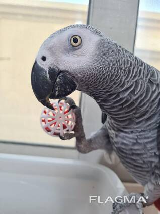Afrikaanse Grijze Papegaai – Tam, Gezond &amp; Klaar voor een Nieuw Thuis!