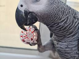 Afrikaanse Grijze Papegaai – Tam, Gezond & Klaar voor een Nieuw Thuis!