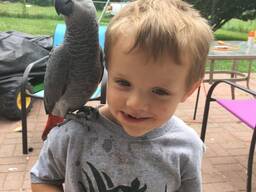 Afrikaanse grijze papegaaien van topkwaliteit.