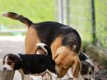 Beagle pups KC. WhatsApp me op. .. .. - фото 1