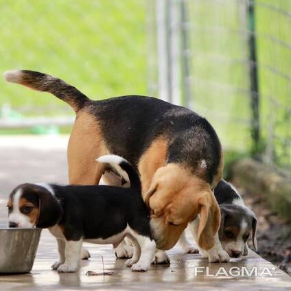 Beagle pups KC. WhatsApp me op. .. ..