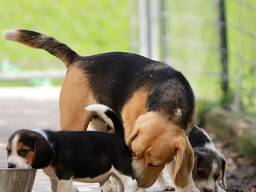 Beagle pups KC. WhatsApp me op.....