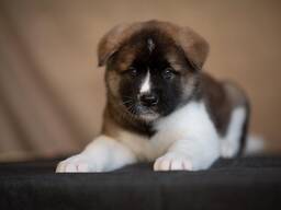 Akita-puppy's ter adoptie. WhatsApp me op. .. ..