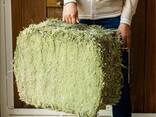Alfalfa-hooi te koop: hoogwaardig veevoer beschikbaar voor groothandel en export - photo 3