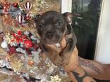 American Bully Pocket - фото 1