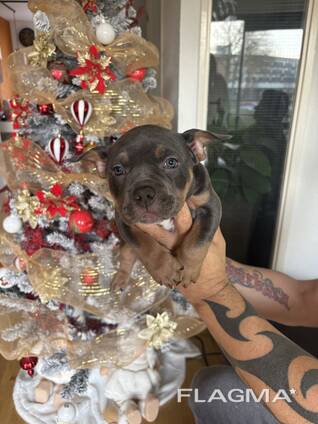 American Bully Pocket