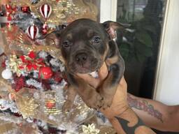 American Bully Pocket