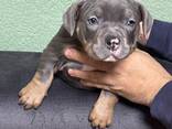 American Bully Pocket - фото 6
