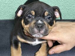 American Bully Povket
