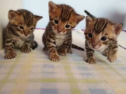 Baby Bengaalse kittens ter adoptie WhatsApp me op. .. ..