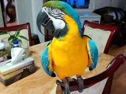 Baby Blauw-Gouden Ara WhatsApp me op. .. ..