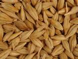 Barley for sale, harvest 2026 - photo 1