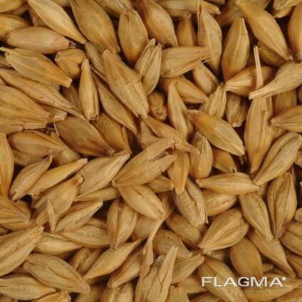 Barley for sale, harvest 2026