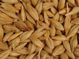 Barley for sale, harvest 2026