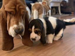 Basset Hound-puppy's