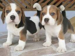Beagle-puppy's