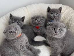 Beautiful British Shorthair Kittens Available