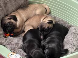 Beautifull Male and Female pug puppies
