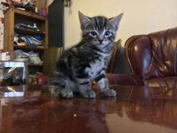 Bengaalse kittens. . WhatsApp ons op: 27848239748