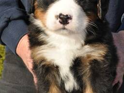 Berner Sennenhondpuppy's