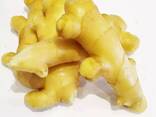 Best Ginger, fresh and Dried - фото 1