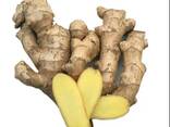 Best Ginger, fresh and Dried, best market price - photo 3
