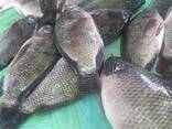 Beste kwaliteit bevroren tilapia fabriekslevering Beste bevroren tilapia - фото 2