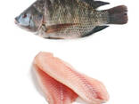 Bevroren Tilapia vis te koop - photo 1
