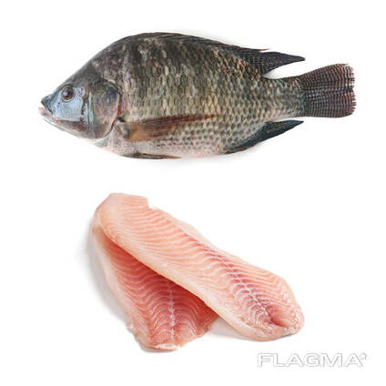 Bevroren Tilapia vis te koop