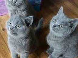 BHK Британские короткошерстные КОТЯТА