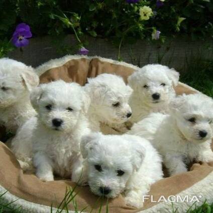 Bicon Frise-puppy's