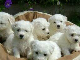 Bicon Frise-puppy's