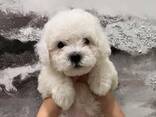Bicon Frise-puppy's - фото 2