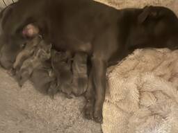 Blauwe Staffy-puppy's. ..