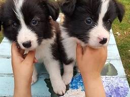 Border Collie-puppy's beschikbaar