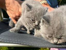 Британские короткошерстные котята.