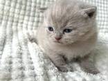 Британские короткошерстные котята, самцы и самки - photo 1