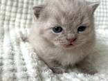 Британские короткошерстные котята, самцы и самки - photo 2