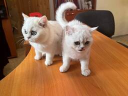 British shorthair