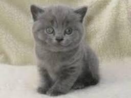 British shorthair kittens, Business WhatsApp:
