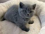 Britse korthaar kittens, Zakelijk WhatsApp: - photo 1